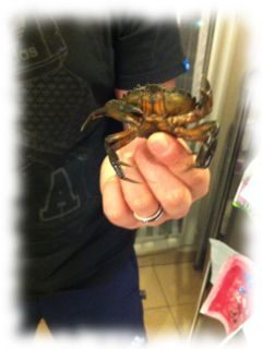 Un crabe vert