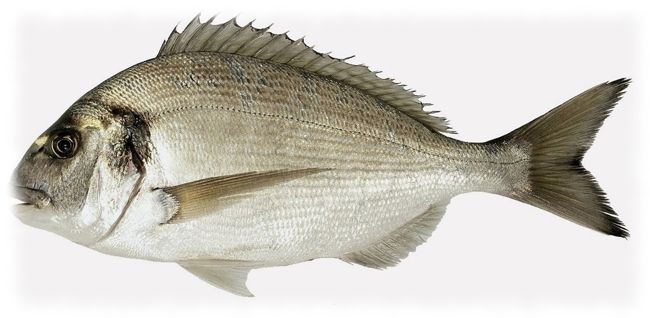 La daurade royale